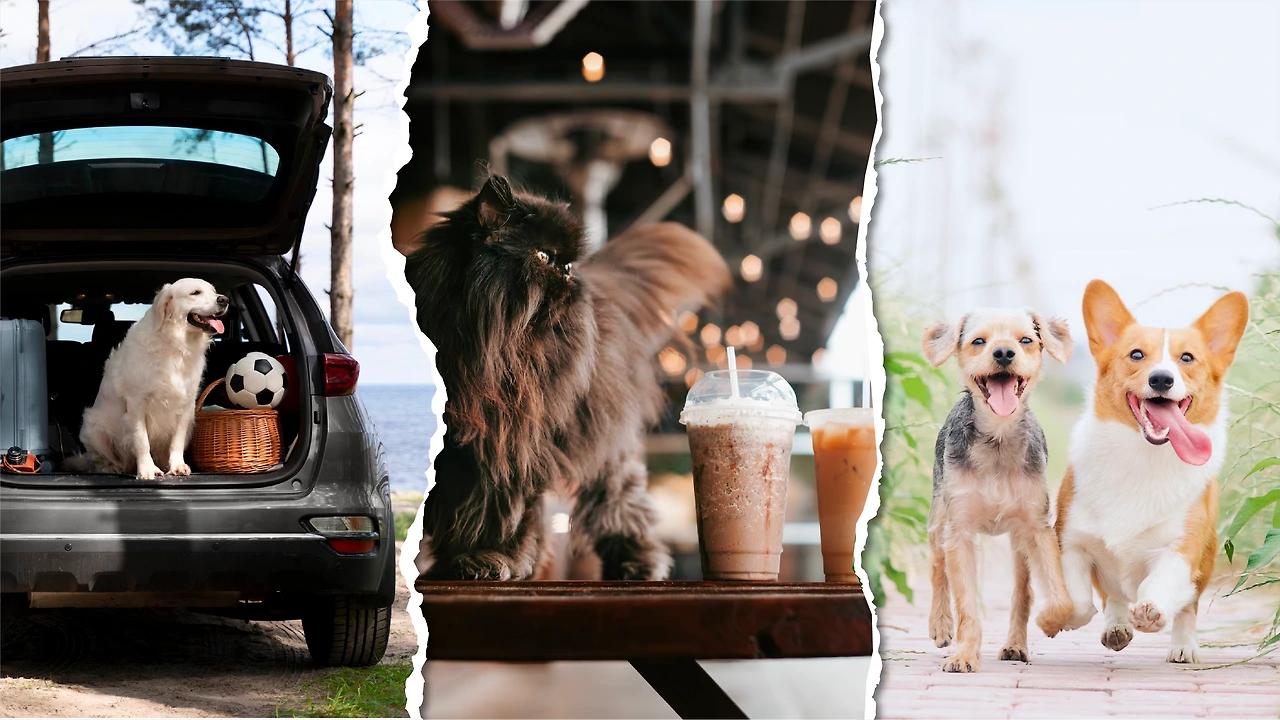 5xVA3LXF5-Hsbi6NvjJVhhFpPMN4e7SsgCCle2NZpagcoq69r9AMPKR1r5C6mKQ5b7JwYlFMHZBJ4_vIVFJiLhHGURzBsD4LnhdmnCqMY1eIVkWIYYV8eA=s0