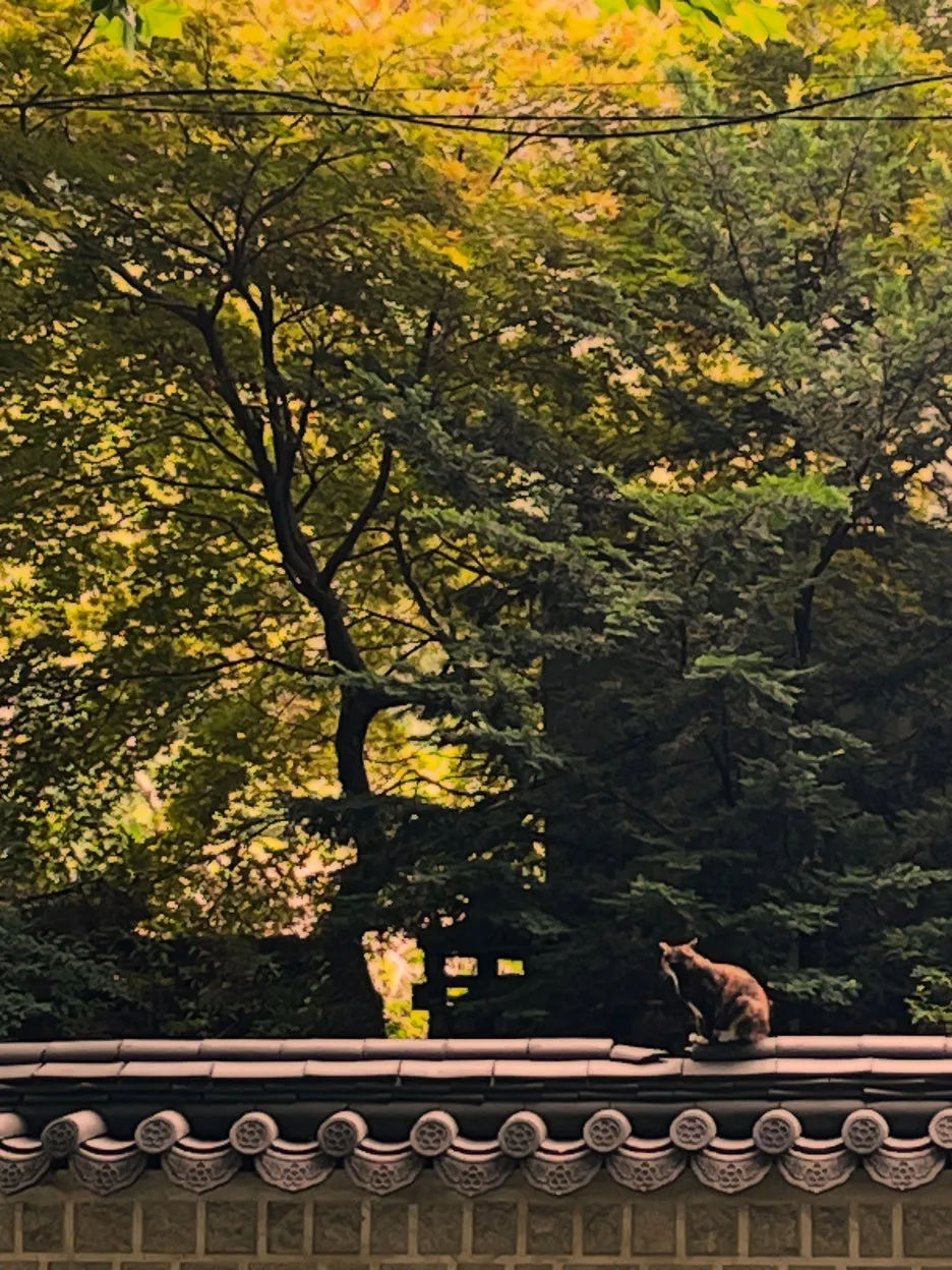 951B0DFA-8E3A-448D-B54B-F96CDB348963.jpeg?type=w1