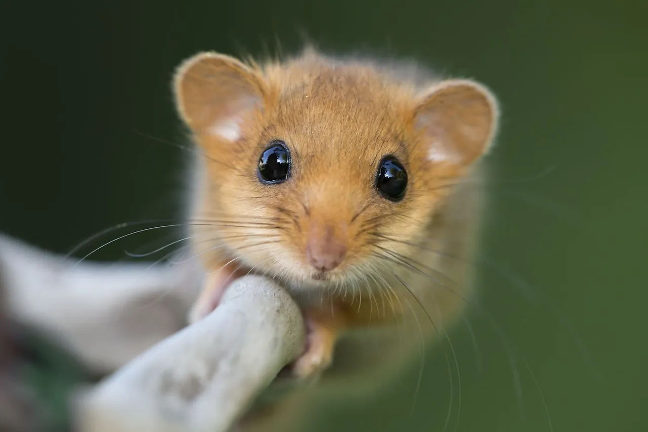 dormouse.jpeg