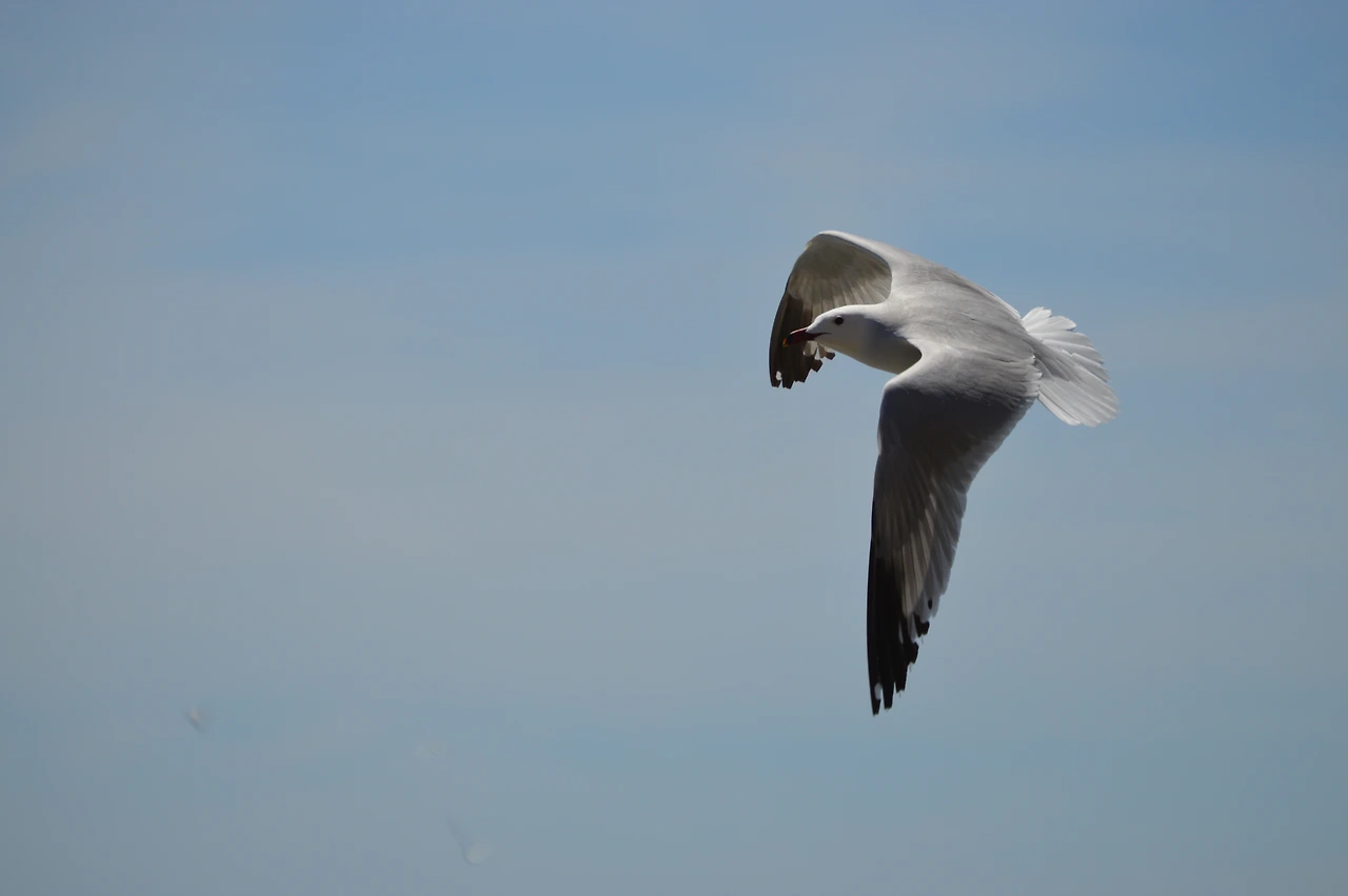 갈매기.JPG