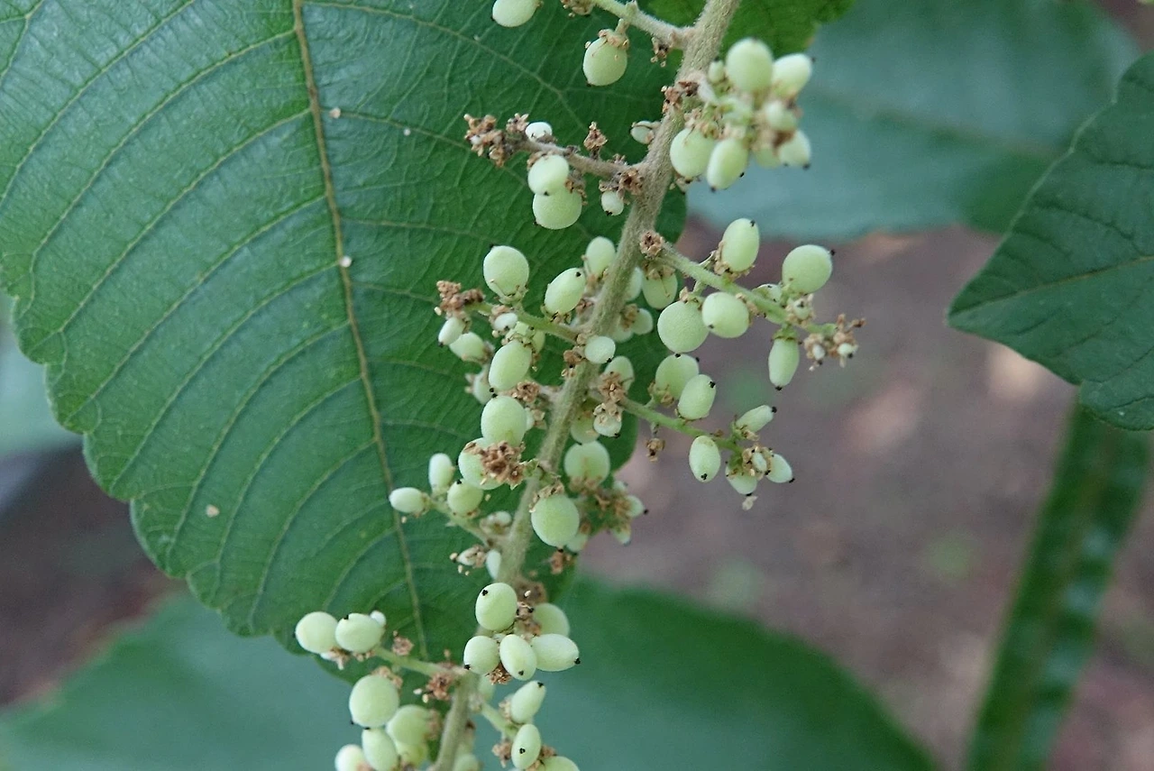 붉나무 열매 소금-.JPG