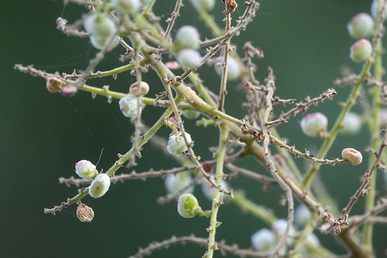 붉나무 열매 소금.JPG