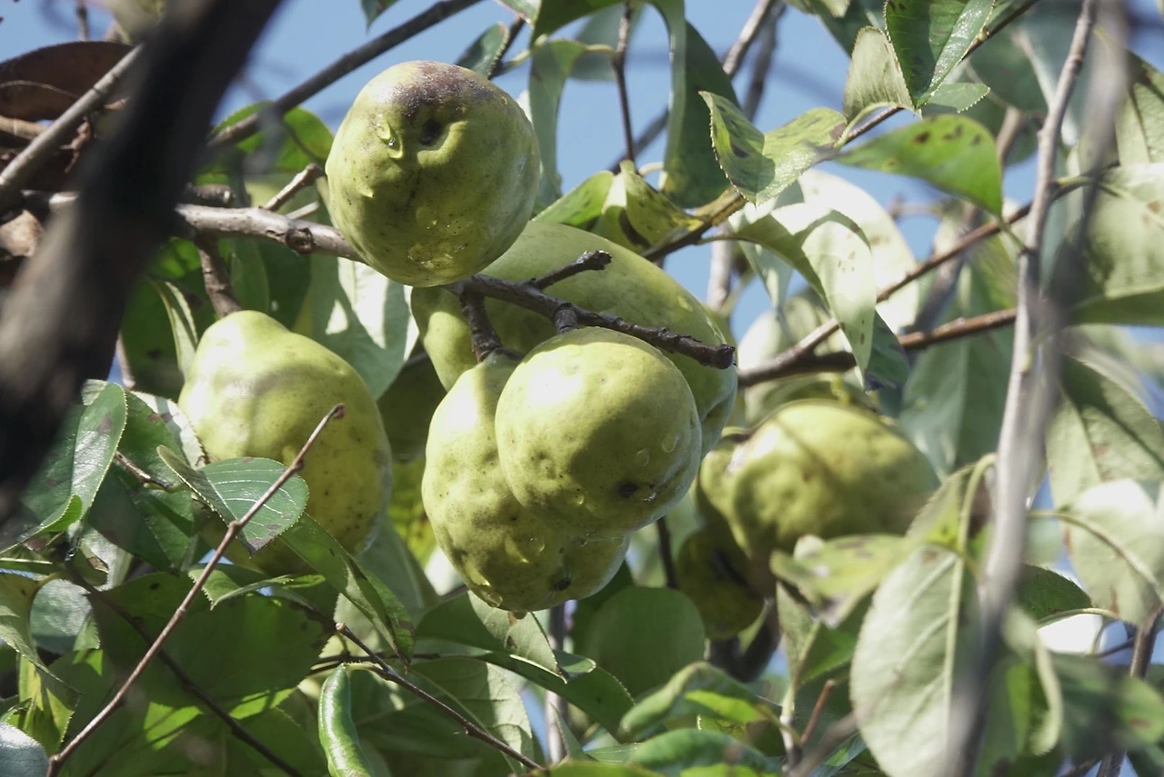 익은 모과 열매.JPG