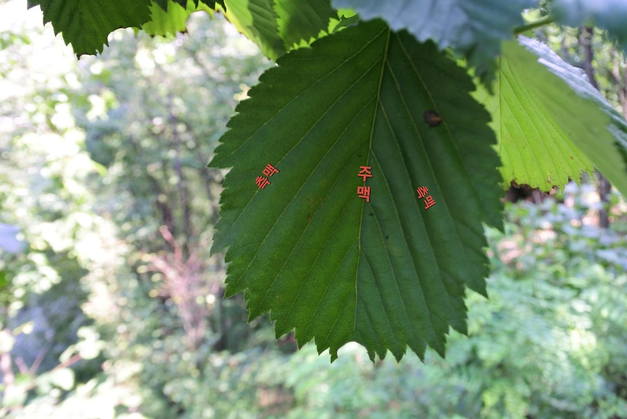 팥배나무 _주맥_측맥 _봉산.JPG