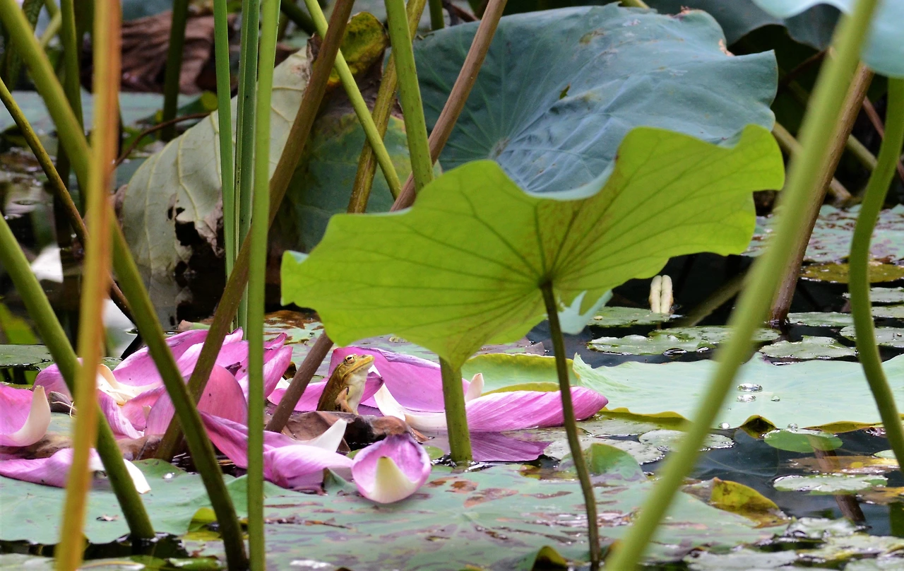 연꽃 나룻배.jpeg