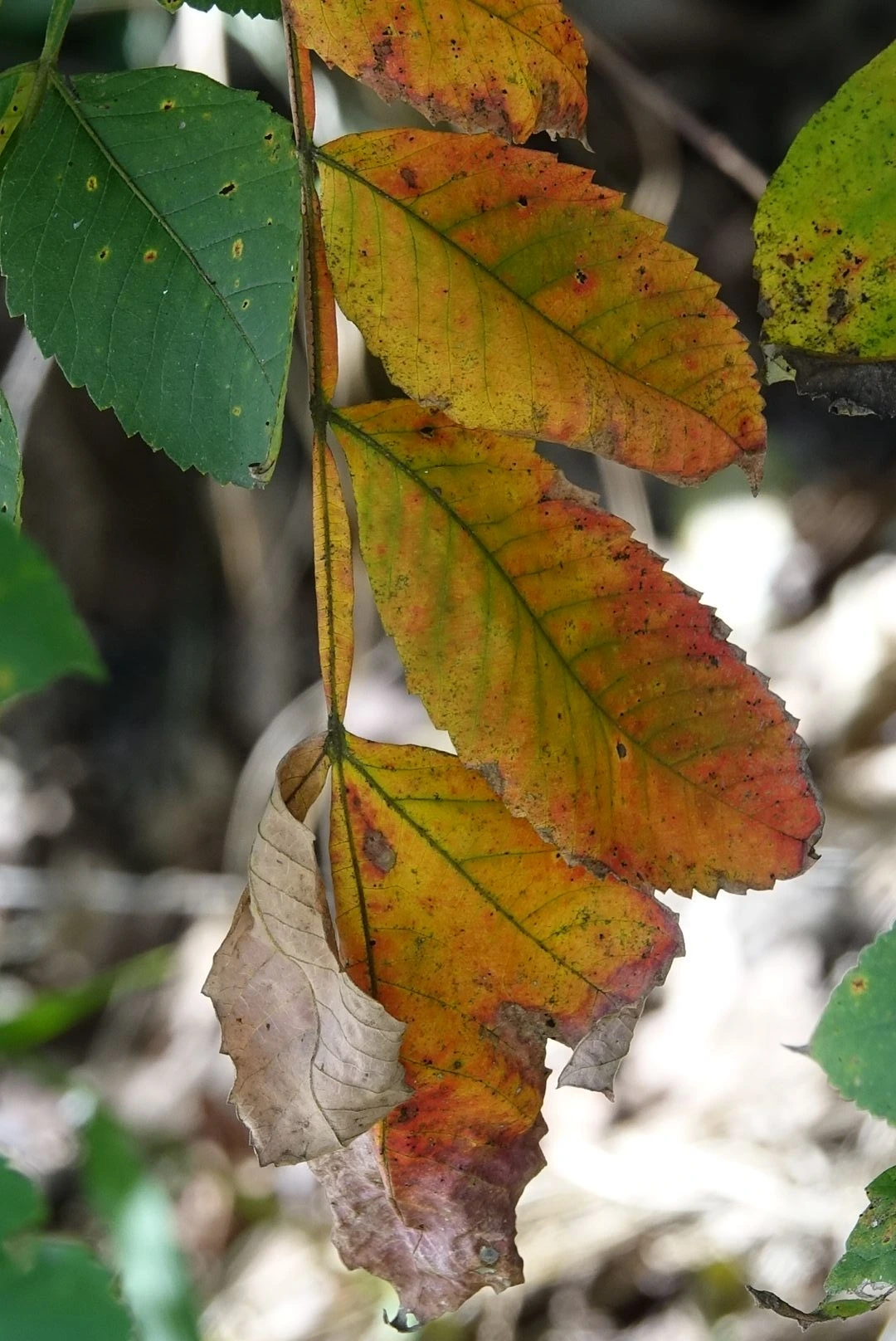 붉나무_10월초 단풍_강화도.JPG