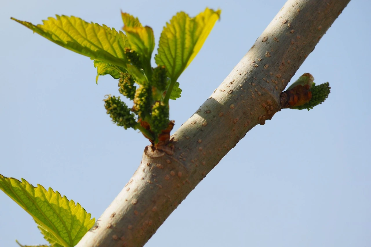 뽕나무 수꽃.JPG