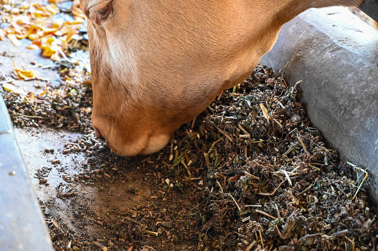 곡식껍질을 먹는 소 클로즈업.JPG