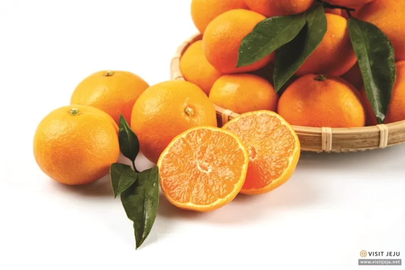 1._%EC%A0%9C%EC%A3%BC_%EA%B0%90%EA%B7%A4.JPG?type=w800&utm_source=chatgpt.com