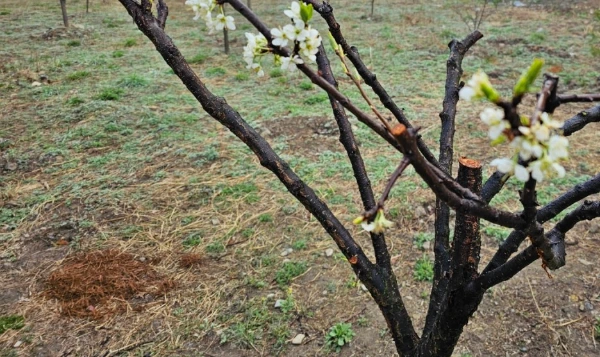 SE-2e71c452-8544-4311-8649-cddf83edf107.jpg?type=w1