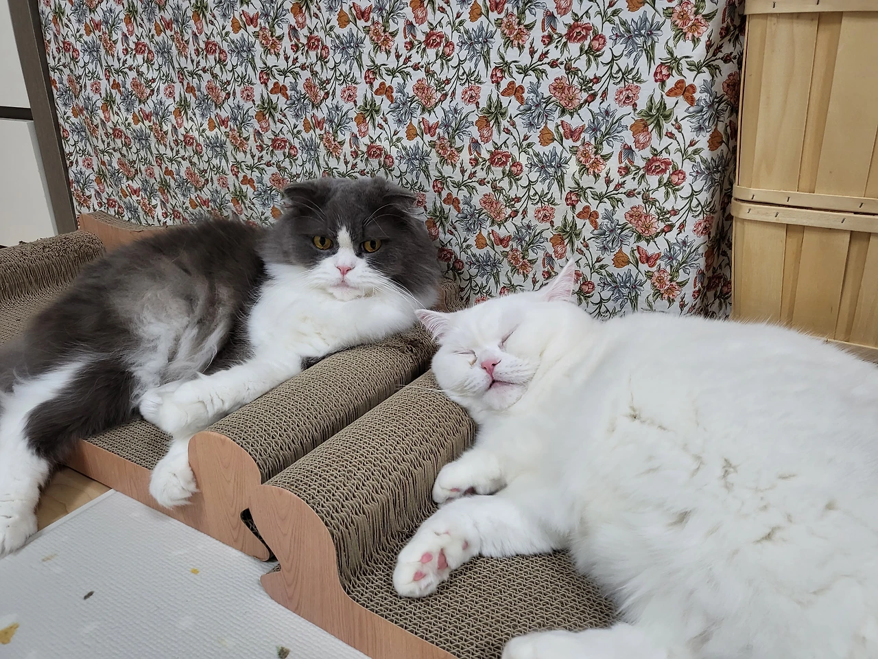 20230320_195012_Original - 하유미.jpeg