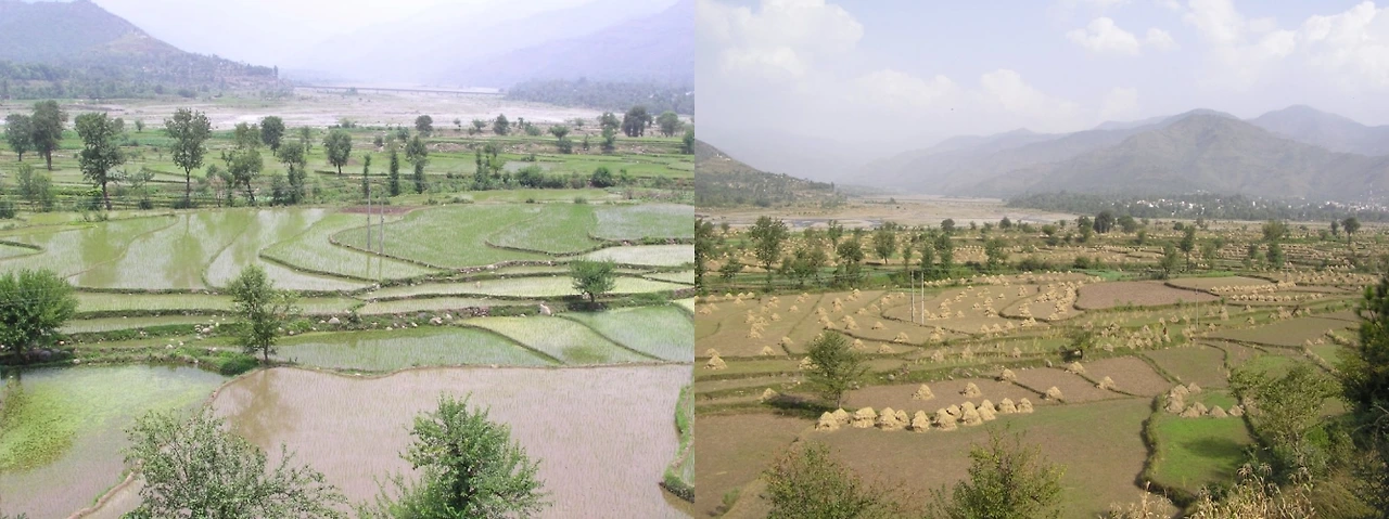 I캐시미르의 논농사00.JPG