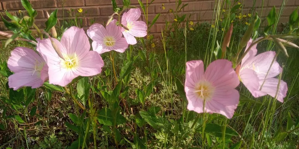 347222419_790871028942966_3586590136896647900_n.jpg?stp=dst-jpg_p480x480&_nc_cat=109&ccb=1-7&_nc_sid=8bfeb9&_nc_ohc=mWCiZguTMTAAX_4b0-C&_nc_ht=scontent-ssn1-1.xx&oh=00_AfB-96KWbq5yp4ngzW8AsBUAbc8nHx6BO2qsj8Ph_icFXw&oe=6466ECB3