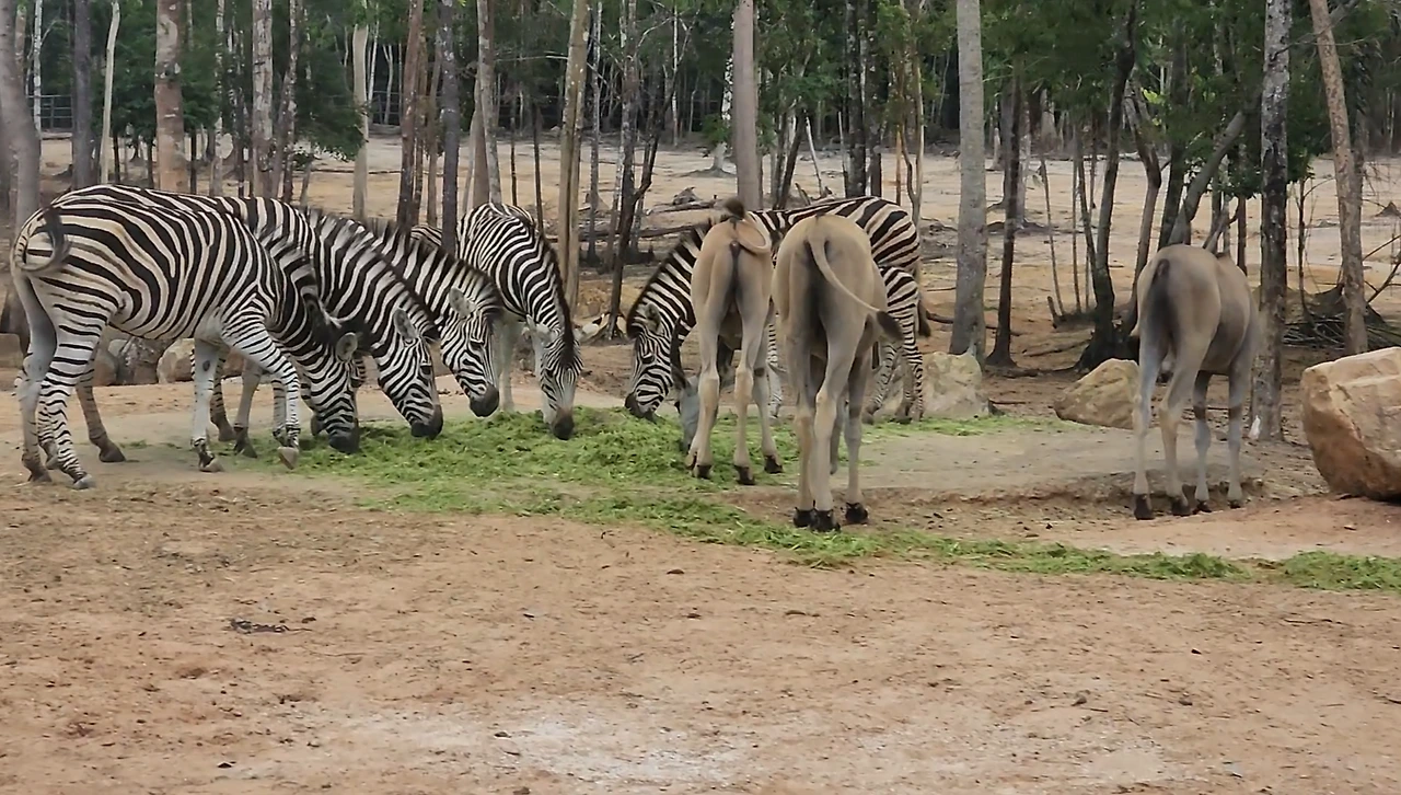 img.png?credential=yqXZFxpELC7KVnFOS48ylbz2pIh7yKj8&expires=1756652399&allow_ip=&allow_referer=&signature=q1UtPLb0S8XPVVBc%2B%2F9sFaweyiQ%3D