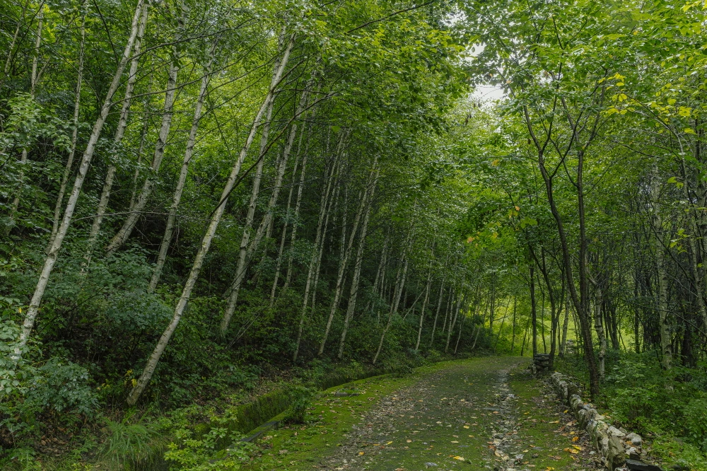 하이원 웰니스  (14).JPG