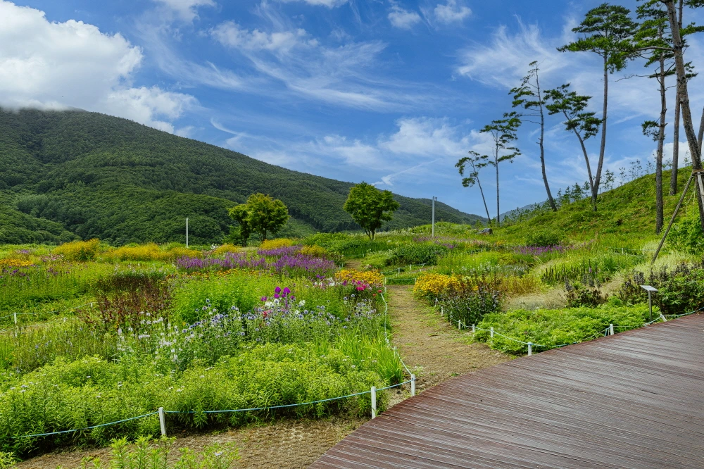 하이원 웰니스  (4).JPG