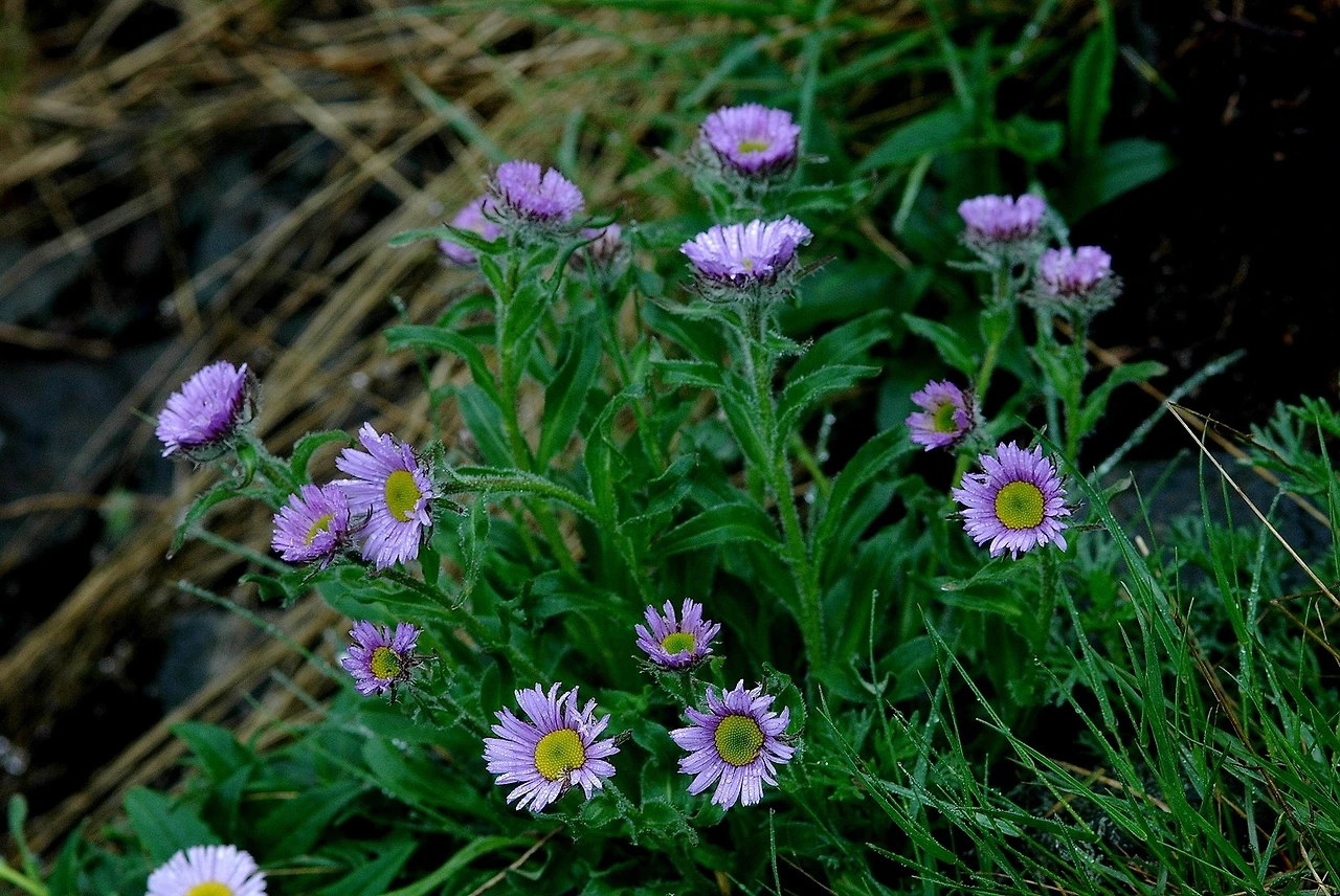 배경사진 구름국화.JPG