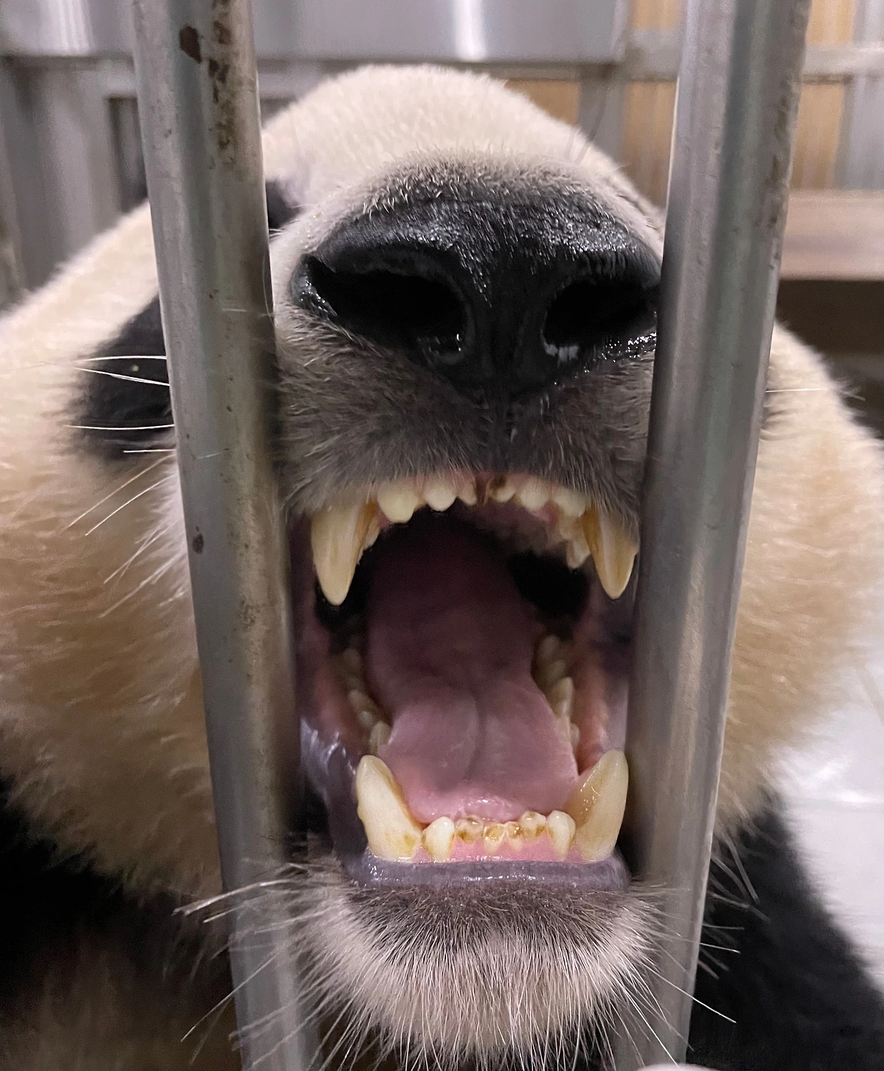 BCE45548-C412-4506-96C3-7B2E2C46191D (1).jpeg