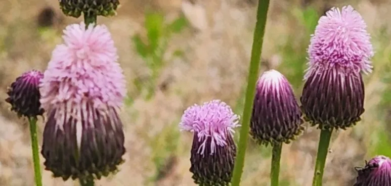 SE-5e457945-ac6a-4e65-8e23-743e387efd80.jpg?type=w773