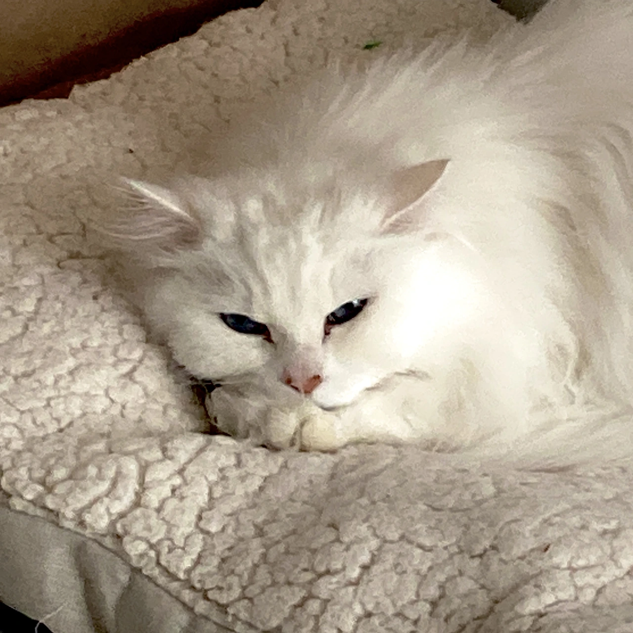 img.png?credential=yqXZFxpELC7KVnFOS48ylbz2pIh7yKj8&expires=1764514799&allow_ip=&allow_referer=&signature=8wzhaBmX6LC%2B8z6IeLvNEP61VpQ%3D