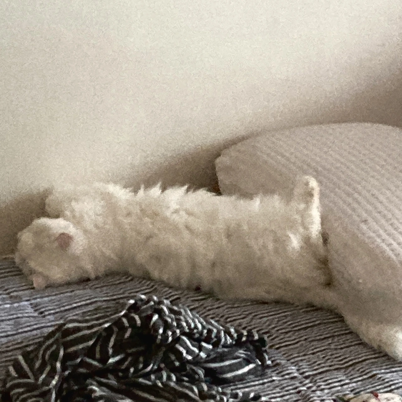 img.png?credential=yqXZFxpELC7KVnFOS48ylbz2pIh7yKj8&expires=1764514799&allow_ip=&allow_referer=&signature=iriDL%2FcsZoUzDHHZx0uwh34O5B8%3D