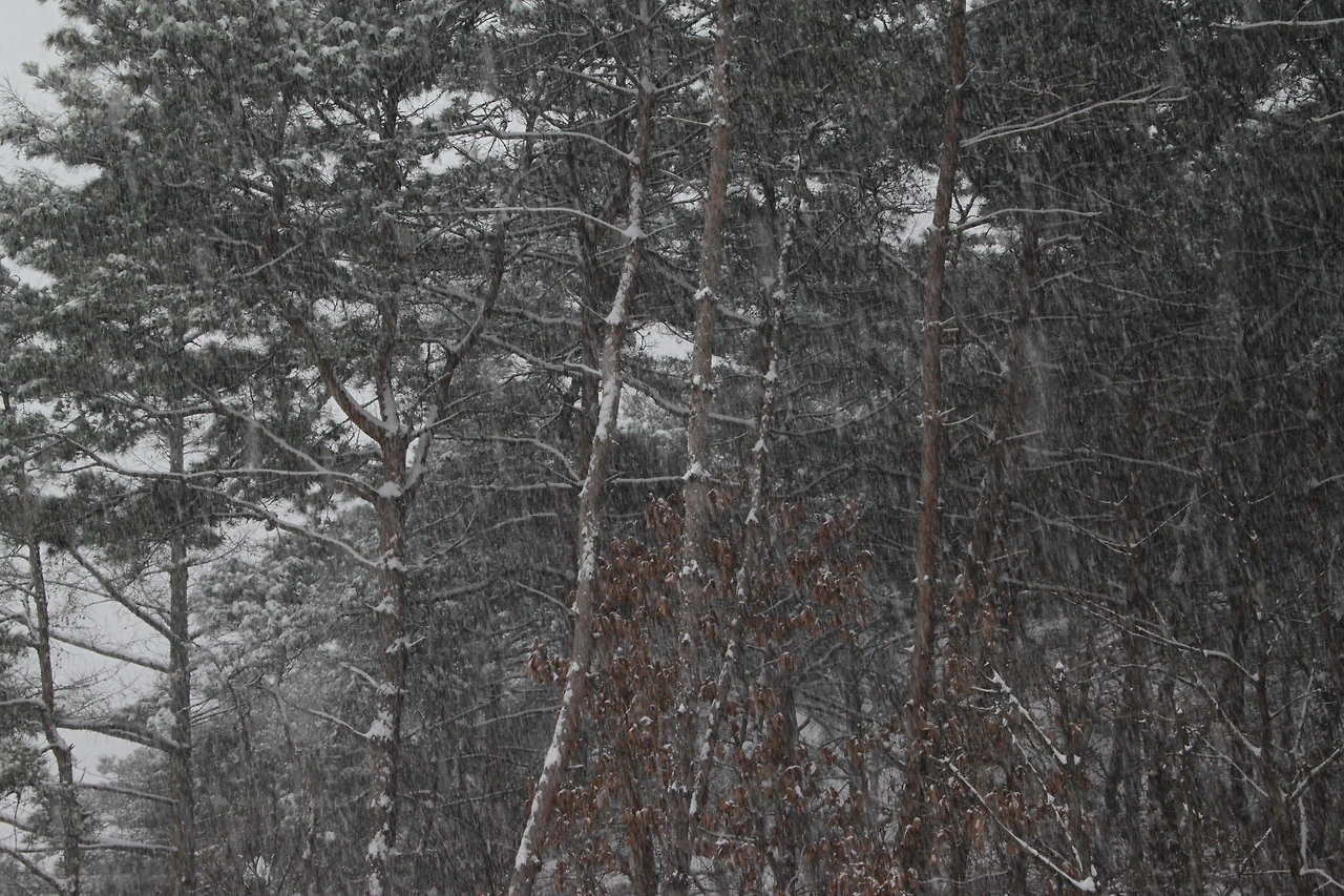 눈 내리는 나무.JPG