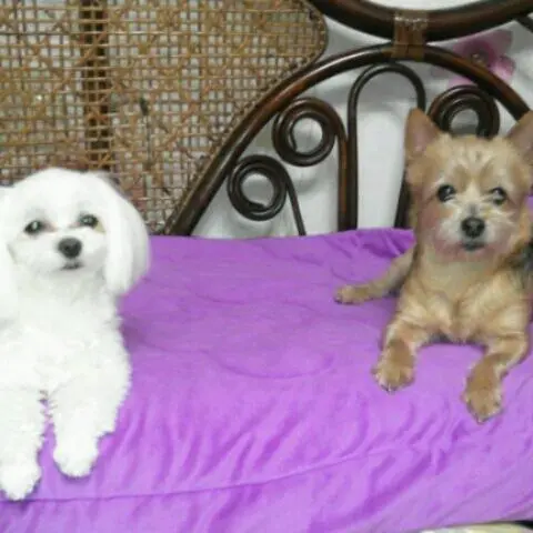 %EC%A0%9C%ED%82%A4%EC%99%80_%EB%8B%AC%EC%9D%B4.jpg?type=w966