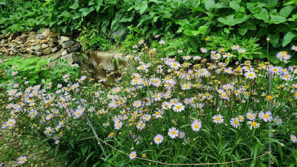 KakaoTalk_20240806_203341934_04.jpg?type=w966