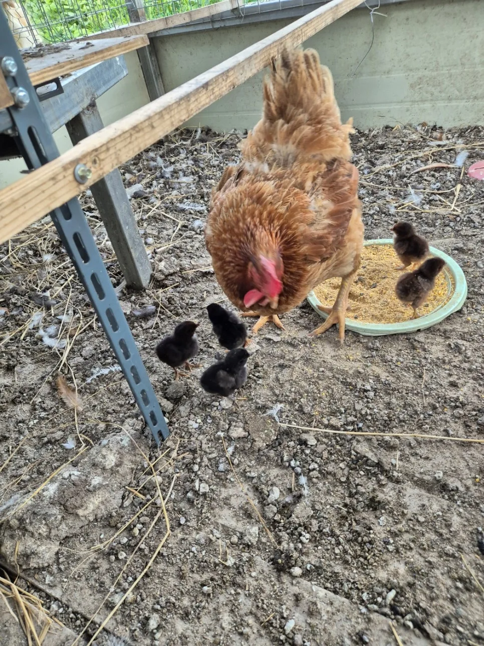 KakaoTalk_20240806_204054089.jpg?type=w966