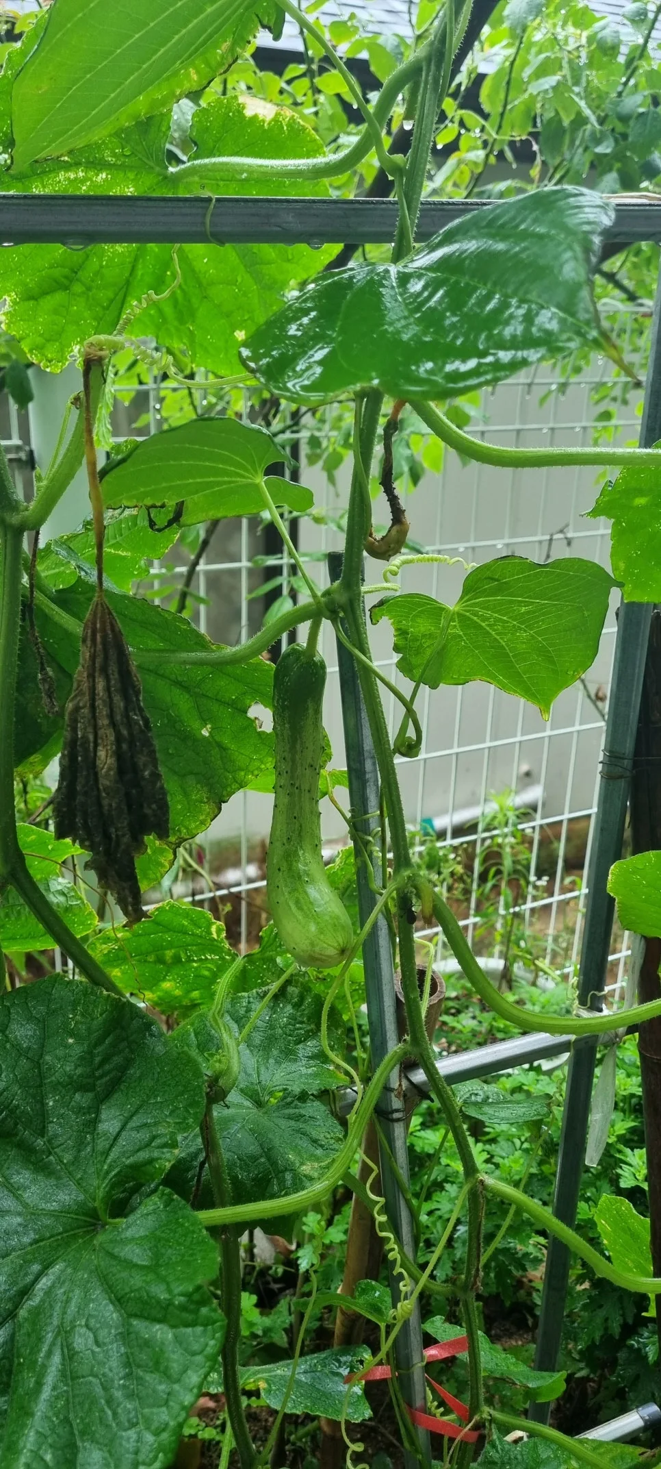 KakaoTalk_20240708_125442606.jpg?type=w966