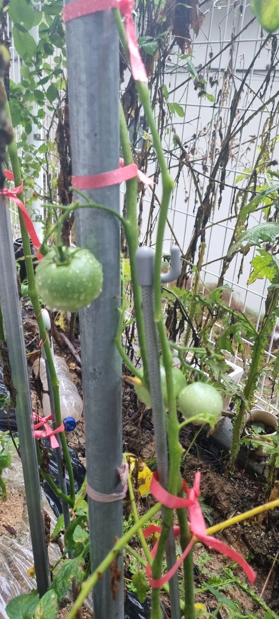 KakaoTalk_20240708_125442606_03.jpg?type=w966