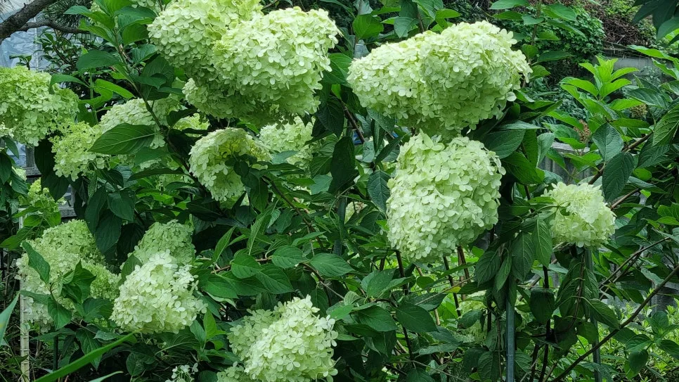 KakaoTalk_20240806_203341934_10.jpg?type=w966