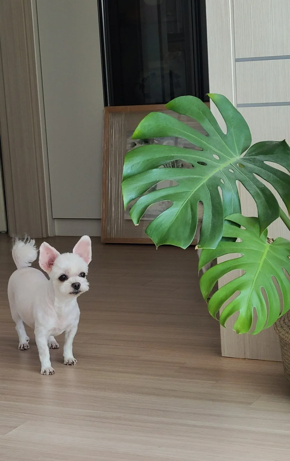 %EB%8B%AC%EC%9D%B4.jpg?type=w966