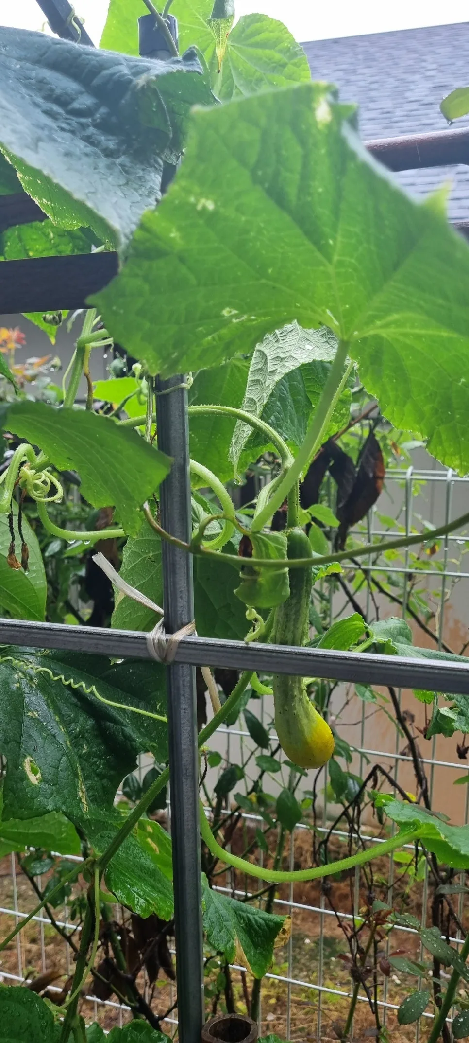 KakaoTalk_20240708_125442606_01.jpg?type=w966