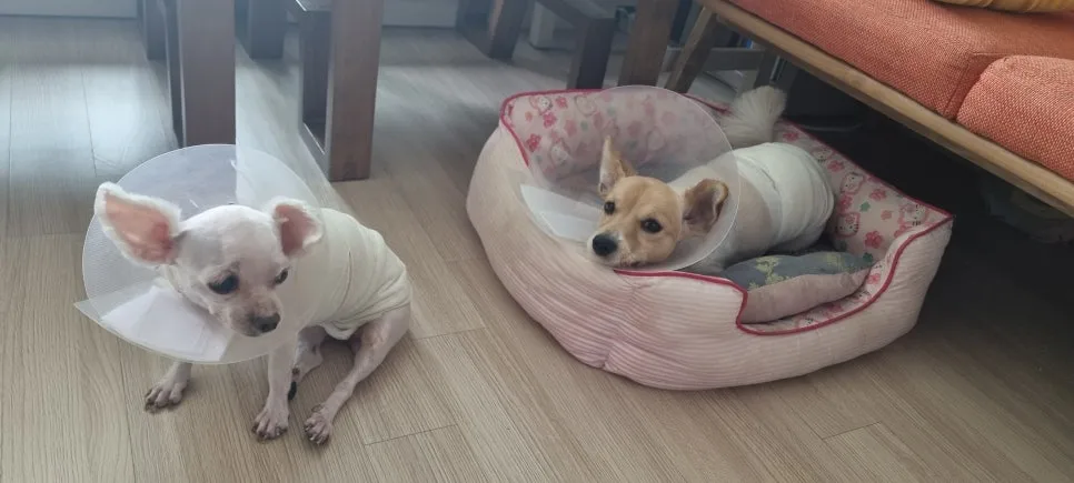 %EC%88%98%EC%88%A0.jpg?type=w966