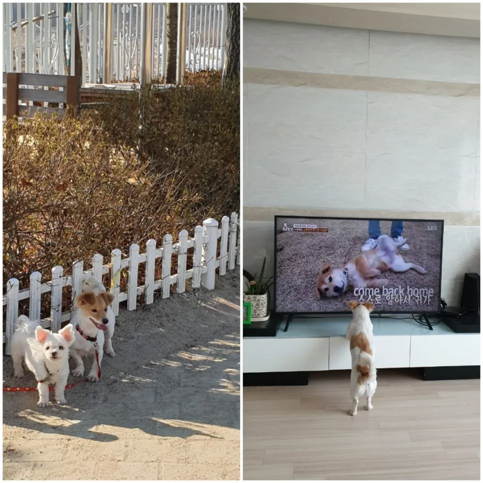 %ED%8B%B0%EB%B9%84.jpg?type=w966