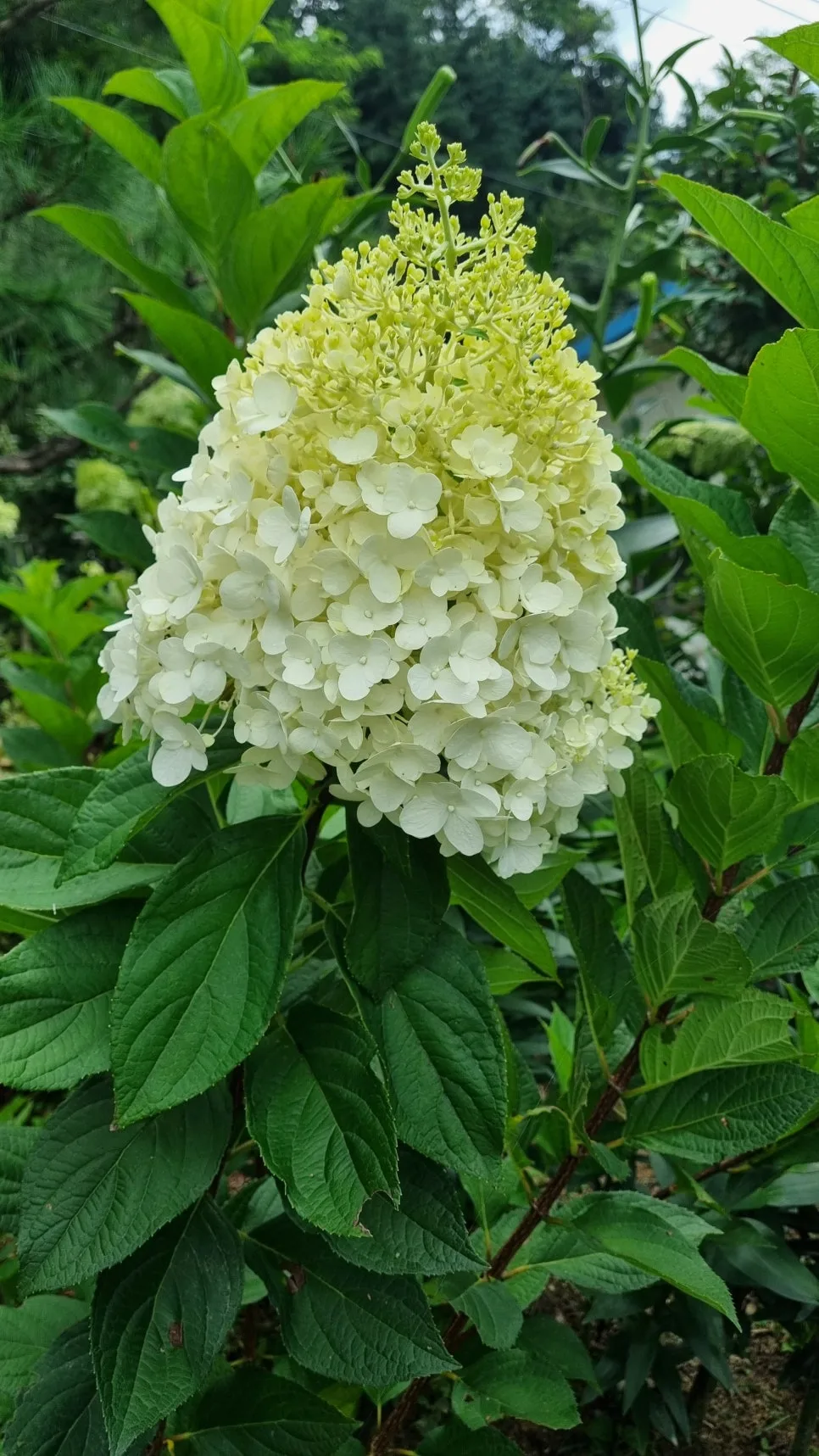 KakaoTalk_20240806_203341934_09.jpg?type=w966