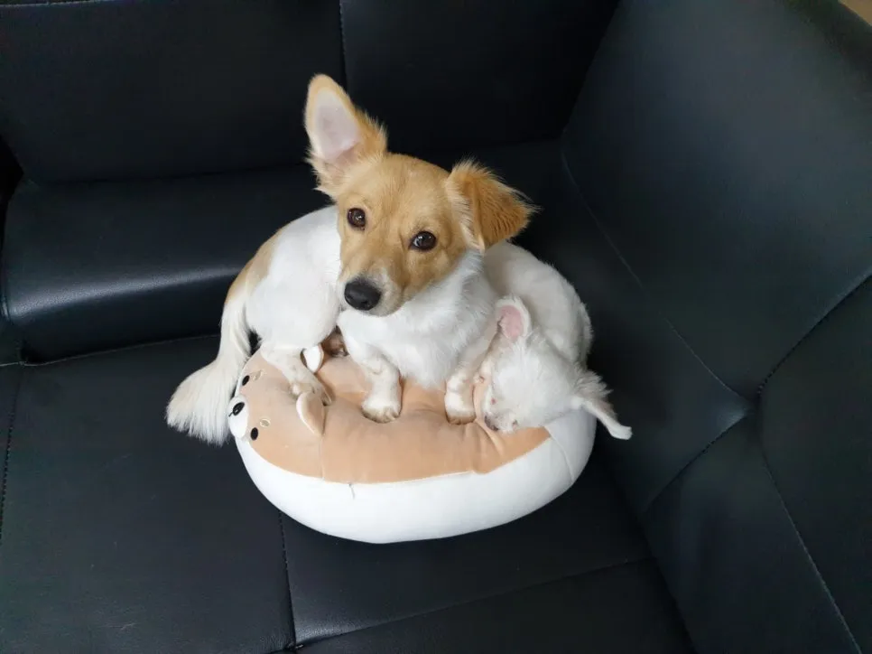 %EC%9E%A5%EB%82%9C2.jpg?type=w966