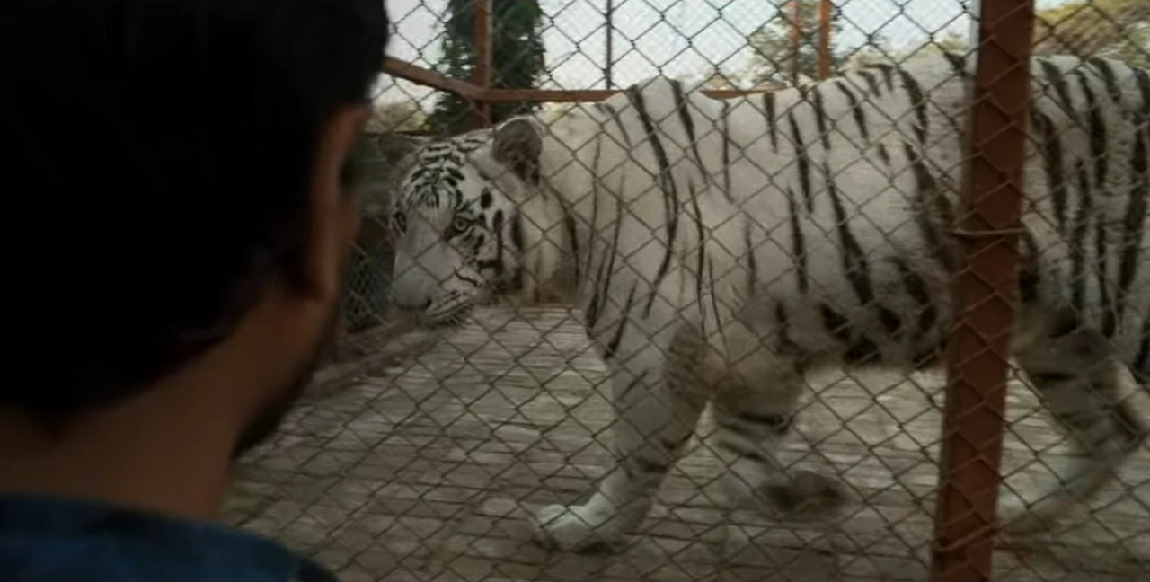 the-white-tiger.jpg?w=1568