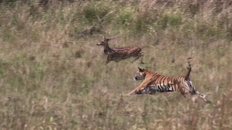 bengal-tiger-chases-chital-deer-prey-on-grassland-bandhavgarh-india.jpg?s=640x640&k=20&c=G0kljMaxq5b-3GF5BTfX9iOkMSRXaQYSSw5n3M42l7Q=