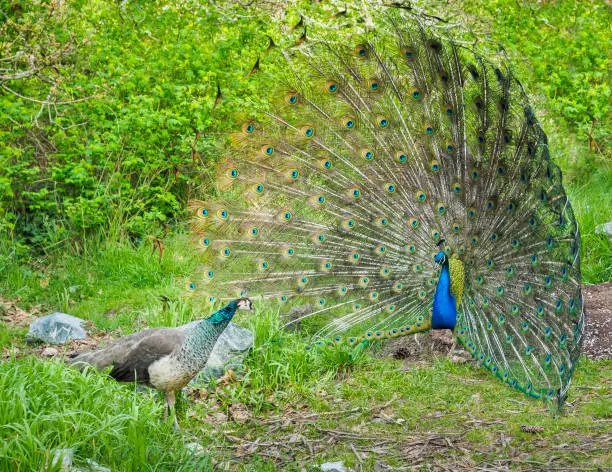 %EA%B3%B5%EC%9E%91-%EB%B0%8F-peahen-%EB%B4%84-%EC%A7%9D%EC%A7%93%EA%B8%B0-%EC%8B%9C%EC%A6%8C-%EB%8F%99%EC%95%88-%EA%B5%AC%EC%95%A0.jpg?s=612x612&w=0&k=20&c=rBUgIxzhVDcNogmmn9dHPNcQJoF2uII04JOVz9IN2q0=