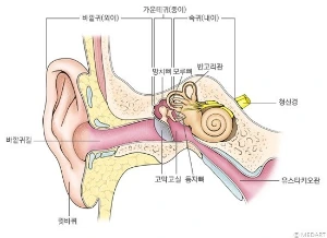 ?src=https%3A%2F%2Fdbscthumb-phinf.pstatic.net%2F1983_000_1%2F20120525181730166_K7F29H609.jpg%2Fbody_238_1.jpg%3Ftype%3Dm4500_4500_fst&type=sc960_832