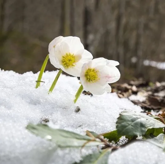 winter-flowers-6557c2c334037.jpeg?crop=0.670xw:1.00xh;0.0520xw,0&resize=640:*