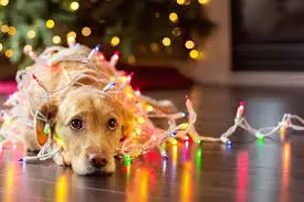 images?q=tbn:ANd9GcTjfr_CaZ7_RZEjoGbEA6s5u06jgRp1gay8CQ&usqp=CAU