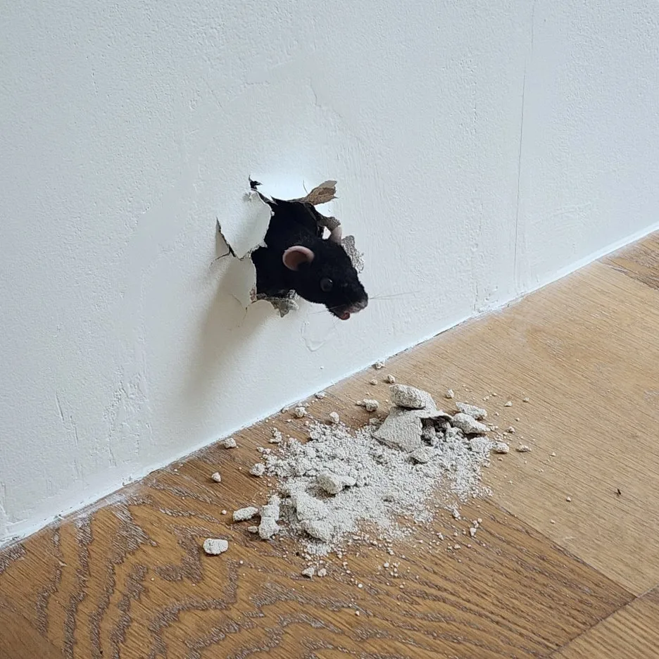 SE-7c4c30e8-3e70-4da8-8e85-2c95a86f5da1.jpg?type=w1