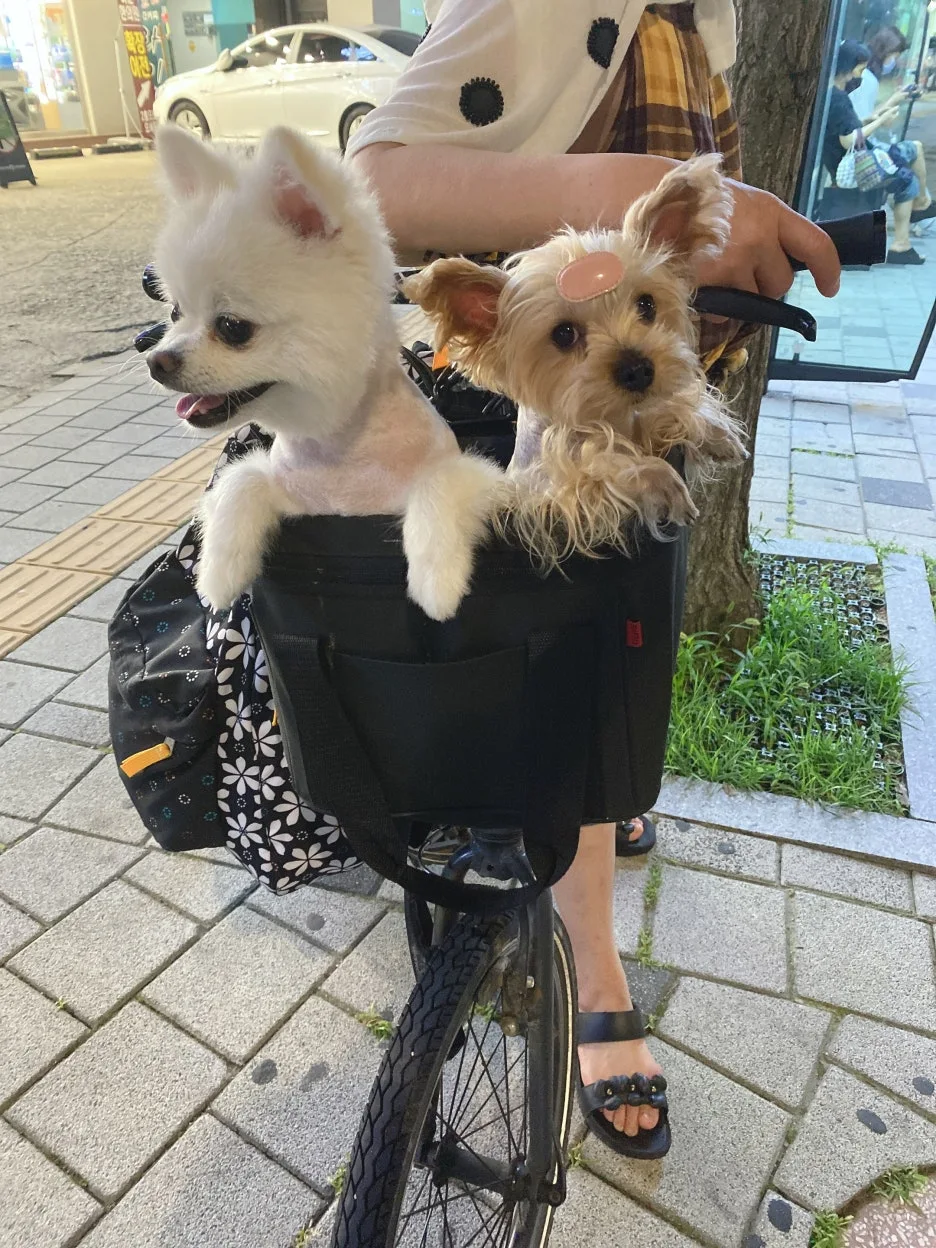 IMG_1787.JPG?type=w1