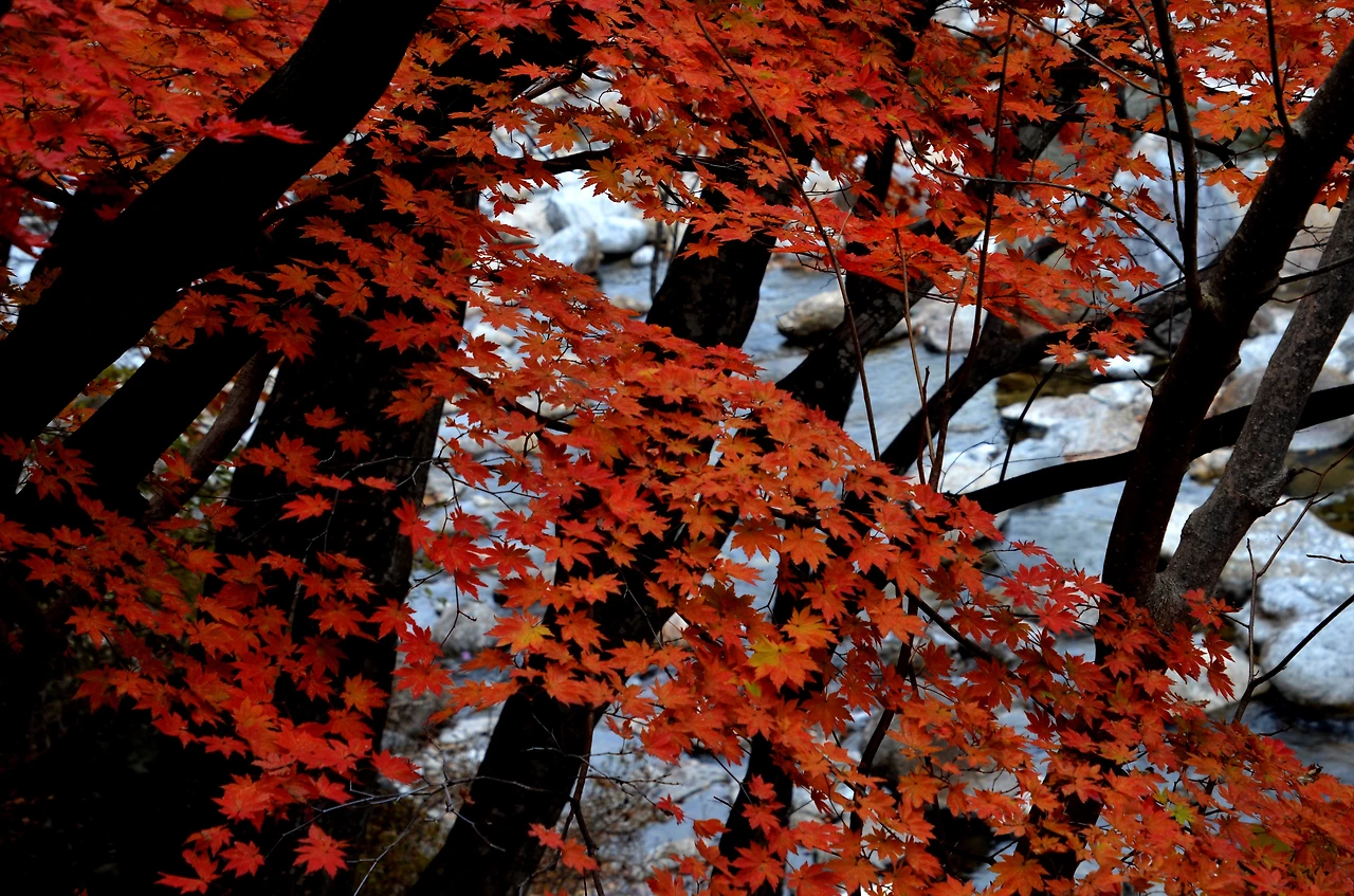 가을 - 그 아픔.JPG