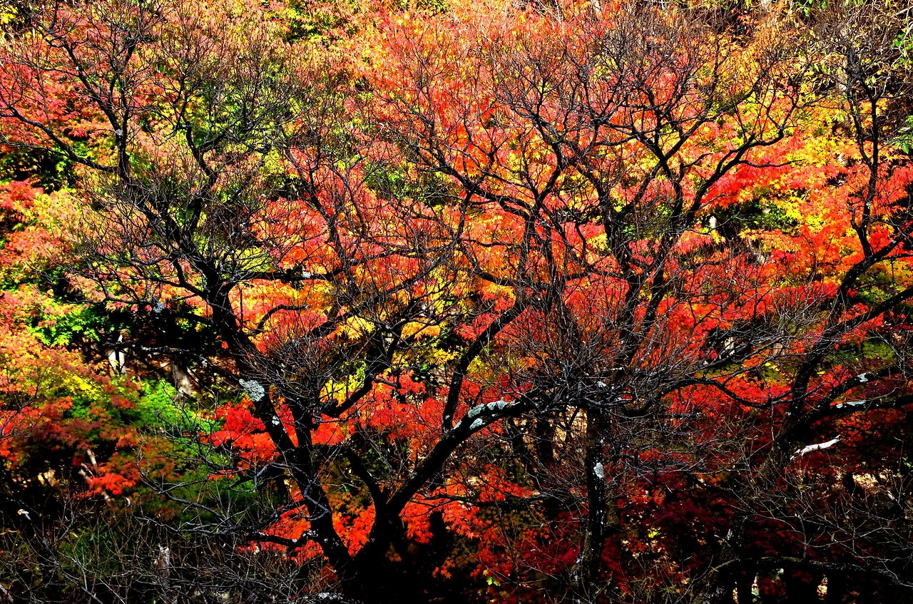 가을 -이글거림-1873.JPG