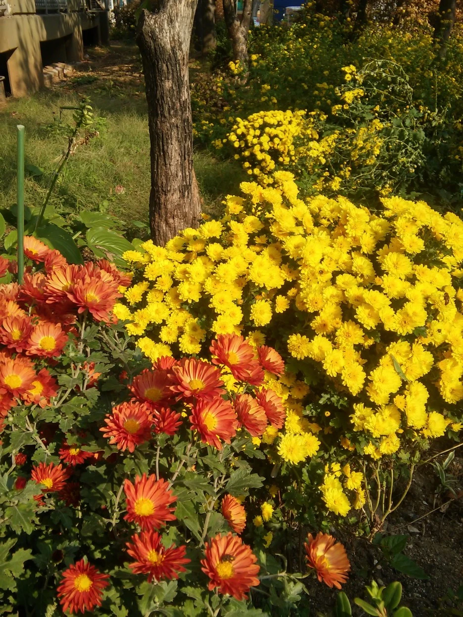 %EA%B5%AD%ED%99%94%EB%AC%B4%EB%A6%AC_(12).jpg?type=w1