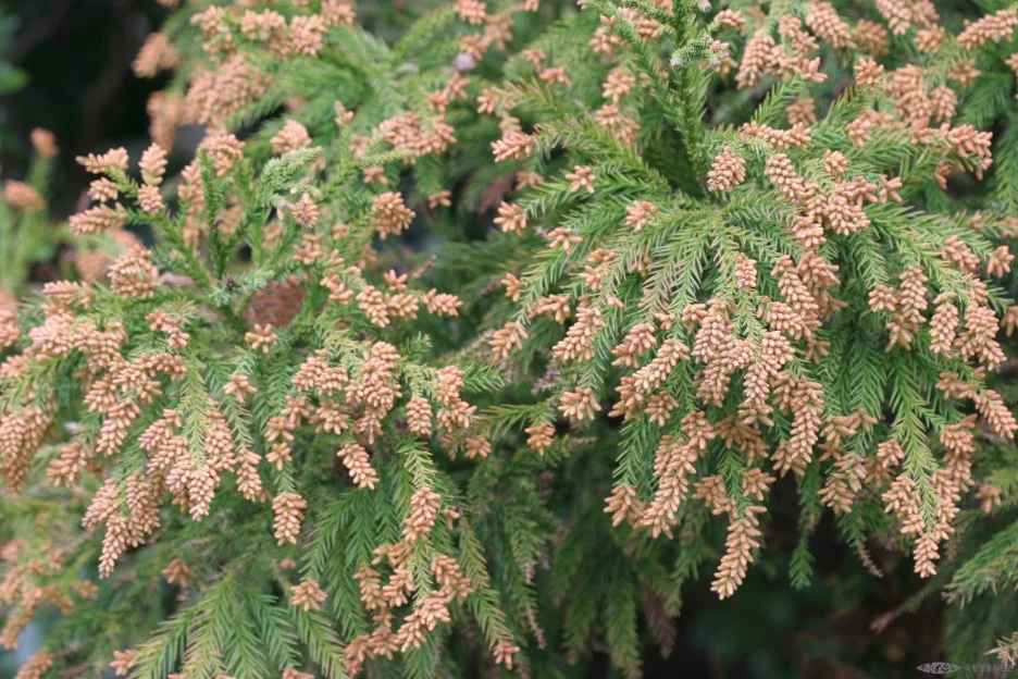 ia40_990_i1_%EC%82%BC%EB%82%98%EB%AC%B4_%EA%B5%AD%EB%A6%BD%EC%A4%91%EC%95%99%EA%B3%BC%ED%95%99%EA%B4%80_-_%EC%8B%9D%EB%AC%BC%EC%A0%95%EB%B3%B4.jpg?type=w1